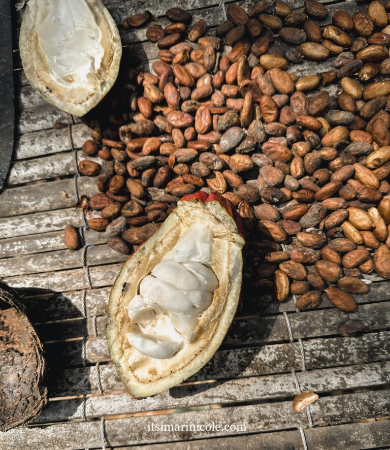 Ripe Cocoa pods at Ghanaian cocoa farm, a key stop on the 4-day Accra itinerary